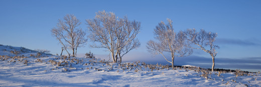 774961 (a): :3600x1200